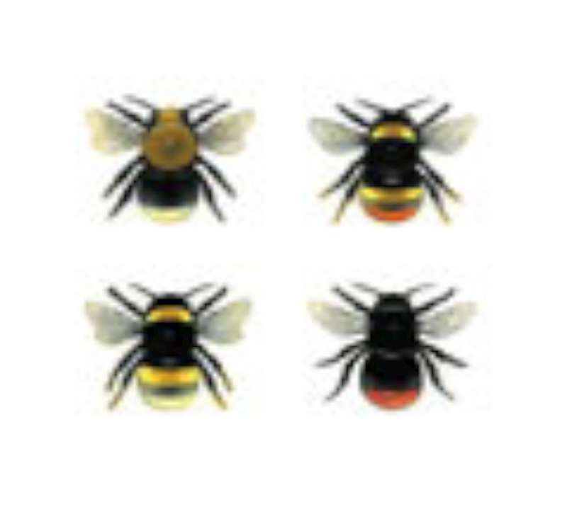 Bumblebee Queens 16/50